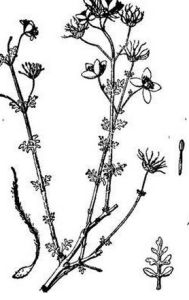 多葉鐵線蓮 多葉鐵線蓮