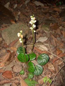 鹿蹄草[鹿蹄草]