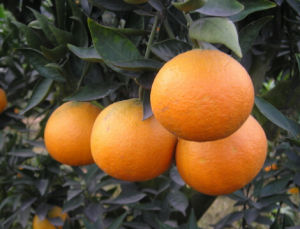 新津臍橙 新津臍橙