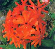 皺葉剪秋羅 皺葉剪秋羅