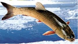 微凍保鮮技術 微凍保鮮技術