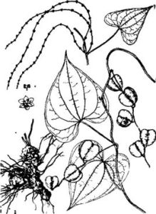 叉蕊薯蕷 叉蕊薯蕷