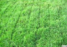 條穗苔草 條穗苔草