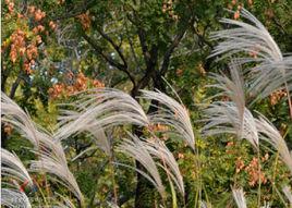 荻[禾本科荻屬植物]