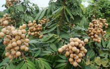 龍眼[無患子目無患子科植物]