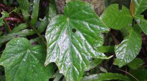 水鴨腳(原變型) 水鴨腳(原變型)