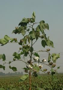 中棉所70 中棉所70