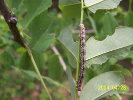 刺槐尺蠖 刺槐尺蠖