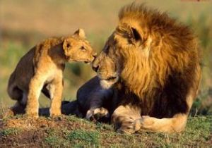 塞倫蓋提國家公園 塞倫蓋提國家公園