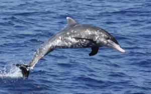 糙齒海豚 糙齒海豚