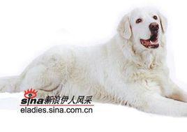 瑪雷瑪牧羊犬 瑪雷瑪牧羊犬