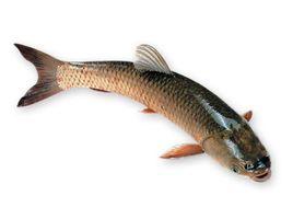 中山脆肉鯇 中山脆肉鯇