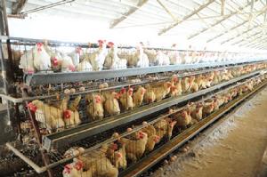 增產村蛋雞養殖