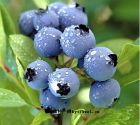 北極藍莓
