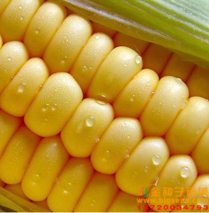 超甜水果玉米 超甜水果玉米