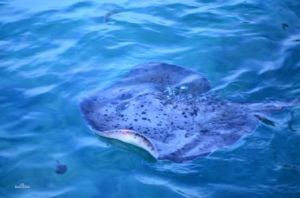 下孔總目 下孔總目