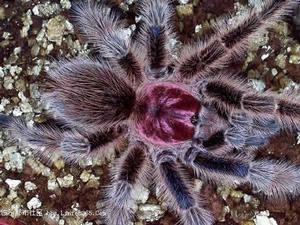 智利紅玫瑰蜘蛛