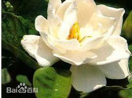 重瓣大花梔子 重瓣大花梔子