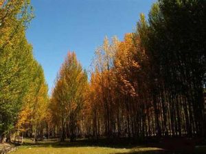 寶山鄉[吉林省磐石市]