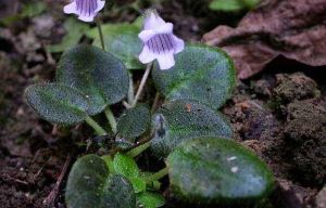 盾座苣苔 盾座苣苔