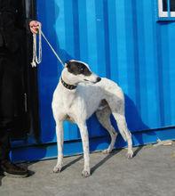 格力犬黑白王子