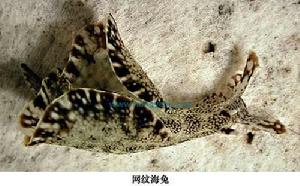網紋海兔 網紋海兔