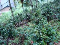 下半村二社自然村 下半村二社自然村