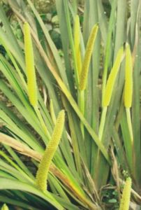 石菖蒲花 石菖蒲花