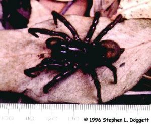 最危險的毒蜘蛛:雪梨漏斗網蜘蛛