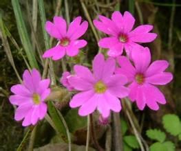 短梗鞘柄報春 短梗鞘柄報春