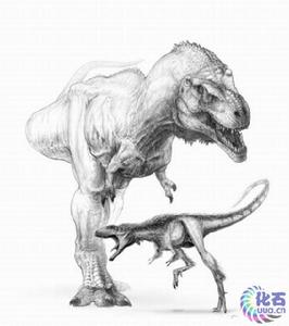 與霸王龍的體形對比圖