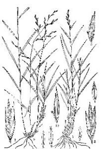 包鞘隱子草（變種）