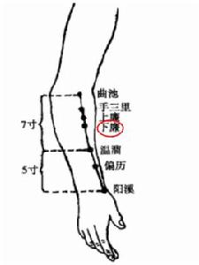 下廉[針灸穴位]
