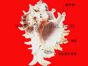 千手螺 千手螺