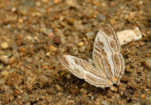 八目絲蛺蝶 八目絲蛺蝶