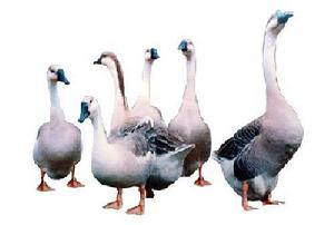 興國灰鵝 興國灰鵝