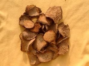 肉蓯蓉提取物 肉蓯蓉提取物