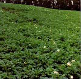 塊莖形成 塊莖形成