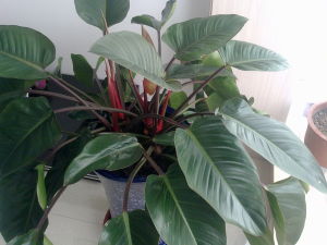 富養植物 富養植物