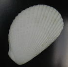 叢雲寶螺 叢雲寶螺