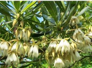 海南杜英 海南杜英