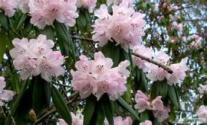 早春杜鵑 早春杜鵑