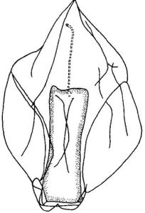 橫紋水母 橫紋水母
