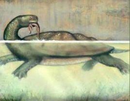 淡水碳龜 淡水碳龜