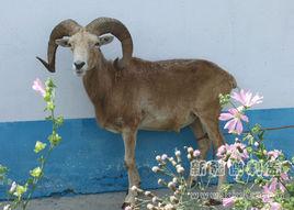 巴什拜羔羊 巴什拜羔羊