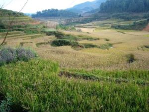 面搓自然村 面搓自然村