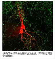 海馬神經幹細胞激活療法體系
