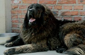 虎斑藏獒母獒-眼鏡蛇