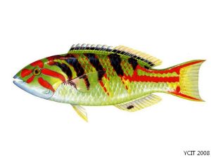 紫額錦魚 紫額錦魚