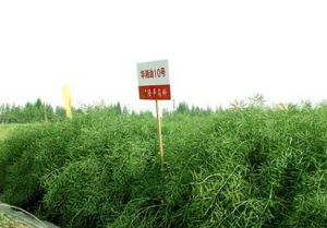 華湘油10號 華湘油10號